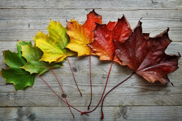leaves_change_autumn_transformation_metamorphosis-100746122-large